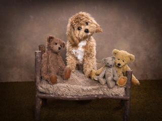 Maltipoo puppy posing with toy bears
