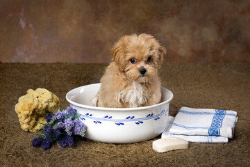 Cute maltipoo puppy before bath