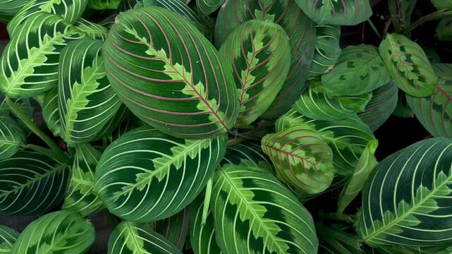 Exotic Maranta Leuconeura Fascinator plant leaves Beautiful color floral background