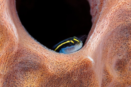 Petit poisson dans corail chemin&eacute;e