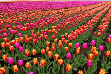 Vibrant tulip field with colorful blooms in rows during spring season