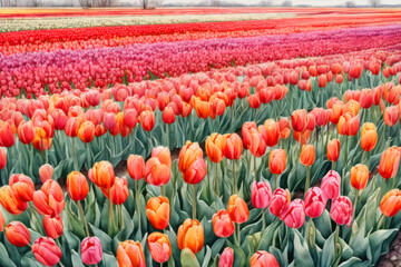 Vibrant tulip field in full bloom showcasing a spectrum of colors