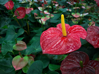 Close-up of Anthurium andraeanum flower blooming. Anthurium andraeanum tropical flowers. Exotic ornamental plants