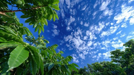 Coffee plants grow under a bright sky in a rural area