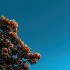 Coffee plants under a clear blue sky in a tropical region