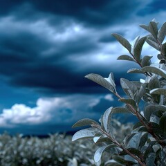 Coffee plants under cloudy skies in a field