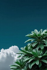 Coffee plants grow under a blue sky with clouds