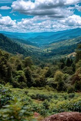 Coffee plants grow in a landscape of hills and valleys
