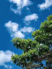 Coffee plants thrive under blue sky and fluffy clouds in nature
