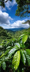 Coffee plants grow in a lush landscape under cloudy skies