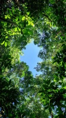 View of coffee plants under a clear sky in a tropical forest