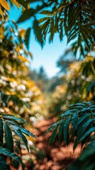 Coffee plants grow in a field under clear blue sky