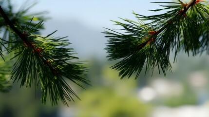 Exploring the pine trees of Huangshan in clear weather