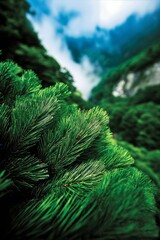 Lush greenery of Huangshan mountain during daytime under cloudy sky