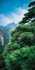 Green pine trees in Huangshan during the early morning light