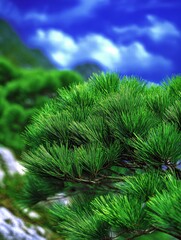 Huangshan mountain view with green pine trees in bright sky