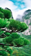 Green pine branches in Huangshan during daytime