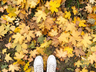 White old leather sneakers on the fallen autumn leaves. Top view