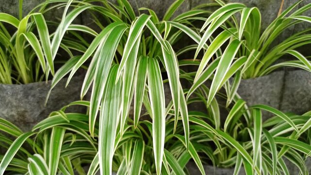 Reverse Variegatum cultivar plants line the wall in tidy rows, cream-edged leaves forming a living tapestry that turns the garden corner into vibrant art.
