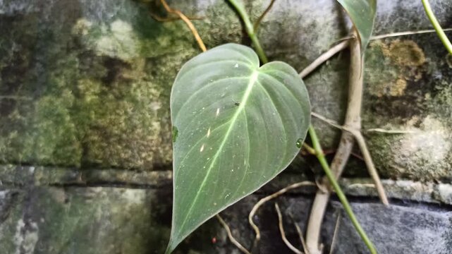 Philodendron micans leaves shimmer like velvet, shifting from deep green to bronze under light, adding soft elegance and warmth to a peaceful garden space.