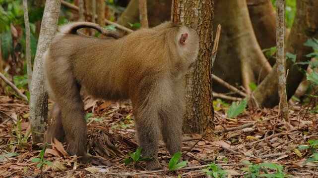 Northern pig tailed macaque walking on the ground. A wild primate roaming freely in its natural jungle habitat in cambodia.