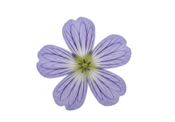 Purple flower isolated on transparent background