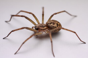 Close view of a spider with long legs on a flat surface showing its body detail and pattern in a well-lit space