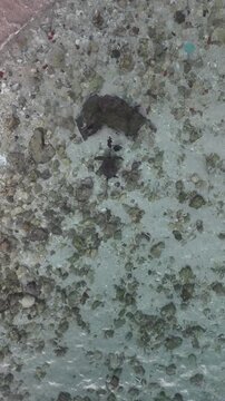 B roll of shallow underwater scene with a sandy muddy bottom scattered rocks and coral fragments featuring a small turtle resting calmly in clear coastal water
