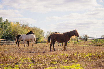 Horses grazing in a rural dry pasture setting