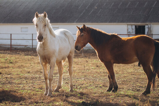 White and brown horses standing in rural paddock - Powered by Adobe