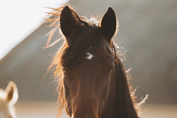 Brown horse head looking straight ahead with glowing mane