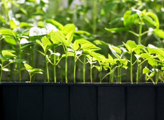 Sprouts peppers in the box.