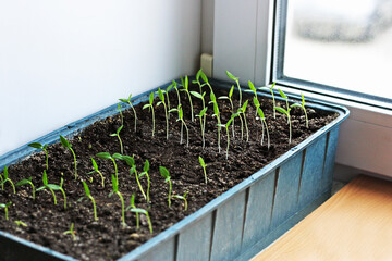 Spring planting seedlings.