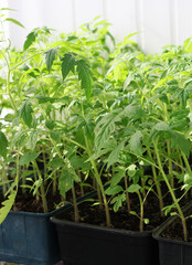 The tomato seedlings.