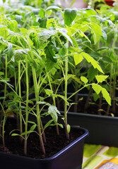 Tomatoes in the boxes are grown in the house.