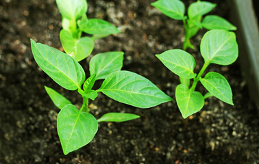 Young green shoots pepper close-up.