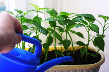 The unfocused hand of the man holding the watering can and watering the seedlings.