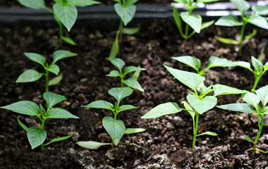 Young sprouts pepper