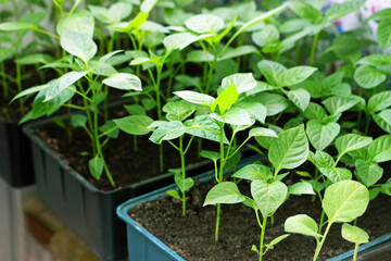 Young green sprouts of peppers.