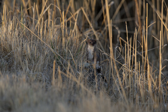 leopard in the grass