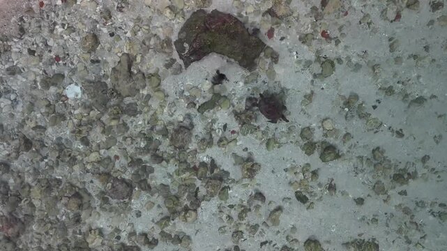 B roll of shallow underwater scene with a sandy muddy bottom scattered rocks and coral fragments featuring a small turtle resting calmly in clear coastal water