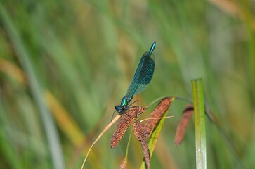 blue dragonfly on a leaf