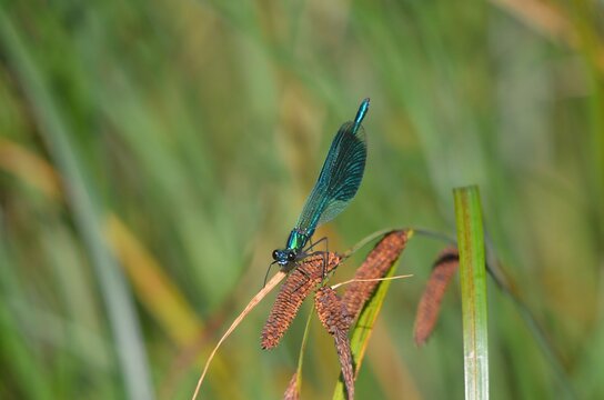 blue dragonfly on a leaf - Powered by Adobe
