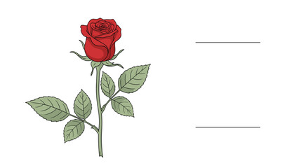 Fototapeta premium Single red rose flower on a long stem with green leaves placed next to space for personalized text or a greeting message.