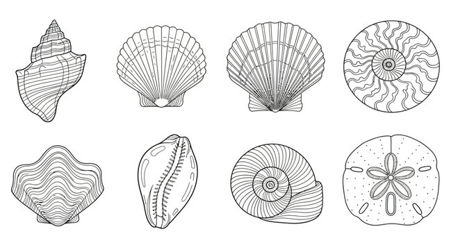 Collection of various shell illustrations