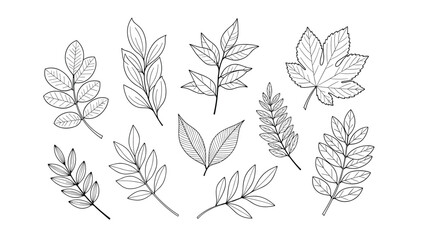 Set of different tree leaves sketches in hand drawn engraving style isolated on white background for design.