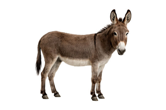 donkey standing in a natural side view on a clean white background, showing detailed fur texture, long ears, sturdy legs, and natural animal anatomy. Soft studio lighting with sharp clarity 
