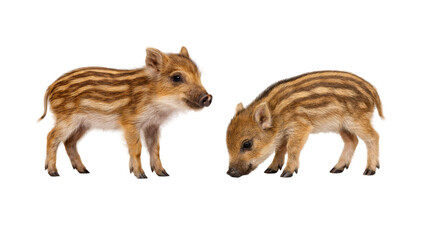 Two adorable wild boar piglets standing together on a pure white background, showing natural striped fur, soft texture, and cute young animal features in a clean studio cut-out style. © MJ iceberg