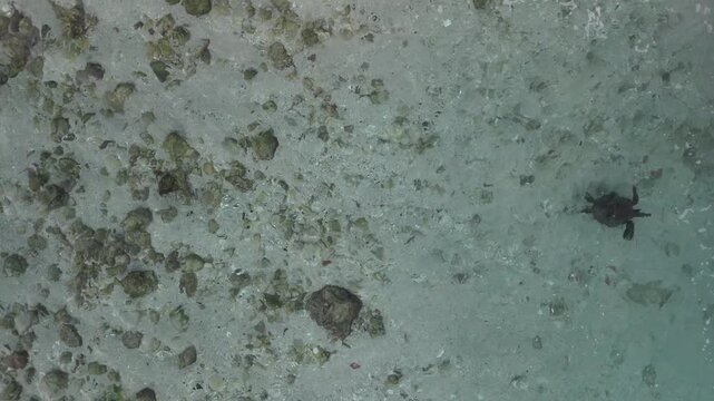 B roll of shallow underwater scene with a sandy muddy bottom scattered rocks and coral fragments featuring a small turtle resting calmly in clear coastal water