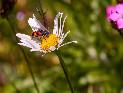 A shaggy bee beetle (Trichodes alvearius) sitting on a flower. Taken in Musio, a district of Tremosine